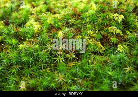 Cuspidatum, Sphagnum Moos. Stockfoto