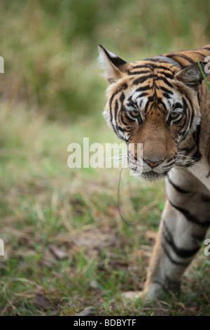 Bengal Tiger hautnah. (Panthera Tigris) Stockfoto