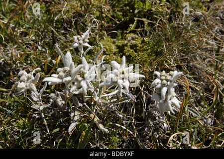 Alpen Edelweiß (Leontopodium Nivale Alpinum) Edelweiss Stockfoto