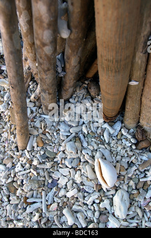 Pandanus Palmen Wurzeln und Korallen Schutt Strand von Maureen es Cove, Hook Island, Whitsunday Islands National Park, Queensland Stockfoto