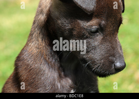Jack Russell Puppy auf dem Rasen Stockfoto