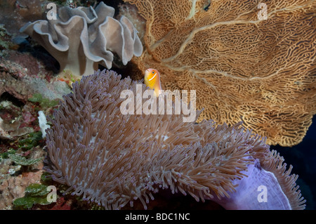 Ein rosa Anemonenfische in einer prächtigen Anemone an der Wand in Palau Stockfoto