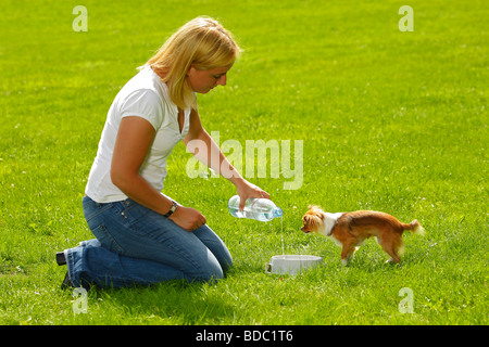 Frau mit Chihuahua geben Wasserschale Stockfoto