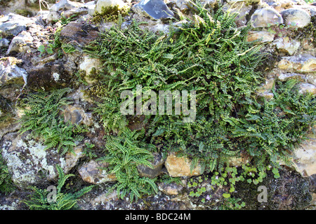 Harts Zunge Farn Phyllitis scolopendrium Stockfoto