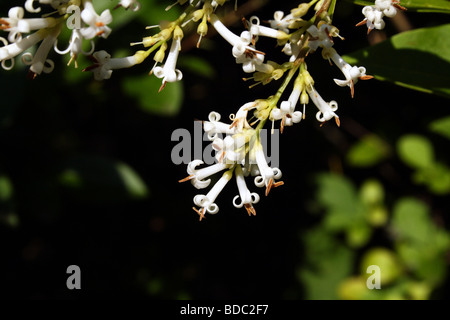 Liguster Blume Ligustrum Vulgare Familie Oleaceae enge bis Makro zeigt Blütenstruktur Stockfoto