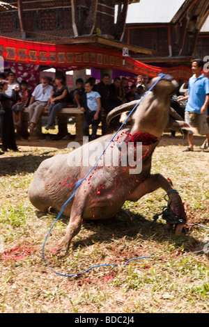 Indonesien Sulawesi Tana Toraja Bebo Dorf Toraja Beerdigung Tod Kämpfe rituell geschlachteten Büffel Stockfoto