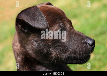 Jack Russell Puppy auf dem Rasen Stockfoto