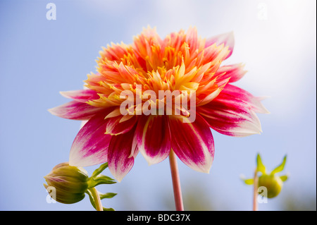 Dahlie gegen einen blauen Sommerhimmel Stockfoto