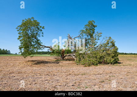 Sturm beschädigt Nussbaum - Sud-Touraine, Frankreich. Stockfoto