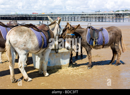 Esel am Strand von Weston super Mare Somerset England UK Stockfoto