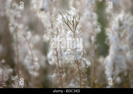 Rosebay Willow Herb, Epilobium angustifolium Stockfoto