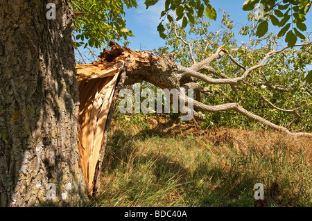 Sturm beschädigt Nussbaum - Sud-Touraine, Frankreich. Stockfoto