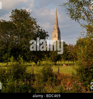 Sommer Abendsonne auf die Kathedrale von Salisbury, Wiltshire Stockfoto