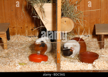 Meerschweinchen im Gehege Stockfoto