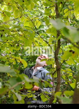 Ernte von Maulbeeren im Spätsommer, UK. Bild Jim Holden. Stockfoto