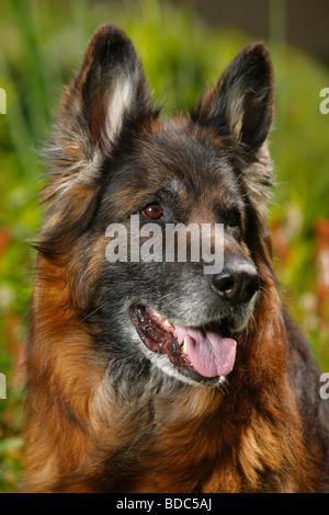 Deutscher Schäferhund 11 Jahre alten elsässischen Stockfoto