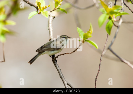 Die Vögel hocken auf einem Ast des Baumes das Männchen singt ein Liebeslied Stockfoto