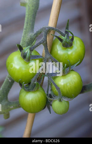 Grüne Tomaten hängend auf einem Weinstock in einem vorstädtischen Garten hinter dem Haus Stockfoto