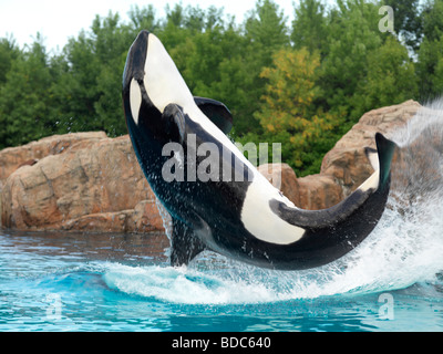 Großer Schwertwal springen aus dem Wasser Marineland Niagara Falls Stockfoto