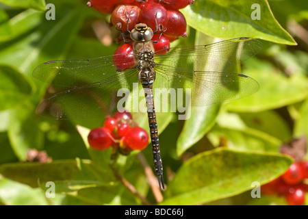 Eine weibliche Migranten Hawker Libelle (Aeshna Mixta) ließ sich auf eine Geißblatt-Pflanze Stockfoto