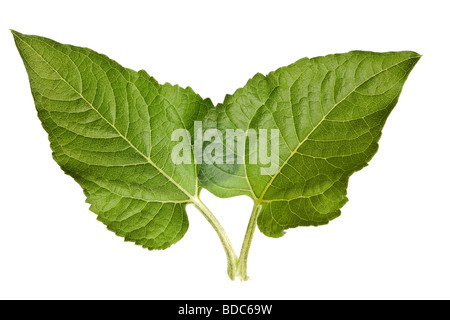 Sonnenblume Blätter auf einer rein weißen Hintergrund isoliert Stockfoto