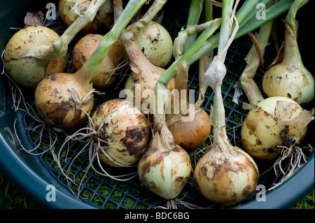 Frisch hochgezogen Zwiebeln angebaut im Garten hinter dem Haus Gemüsebeet. Stockfoto