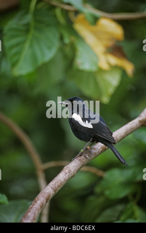 Seychellen Magpie Robin Copsychus Sechellarum Erwachsene Cousine Island-Seychellen Stockfoto