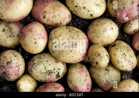 Frisch gegraben König Edward Kartoffeln im Garten hinter dem Haus Gemüsebeet Stockfoto