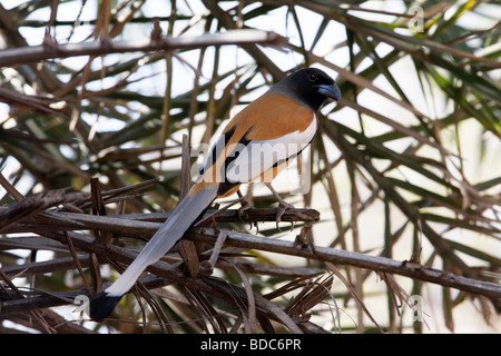 Rufous Treepie (Dendrocitta Vagabunda) in Ranthambhore Tiger Reserve. Stockfoto