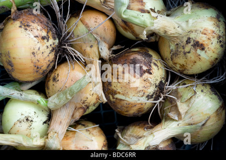 Frisch hochgezogen Zwiebeln angebaut im Garten hinter dem Haus Gemüsebeet. Stockfoto