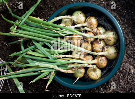 Frisch hochgezogen Zwiebeln angebaut im Garten hinter dem Haus Gemüsebeet. Stockfoto