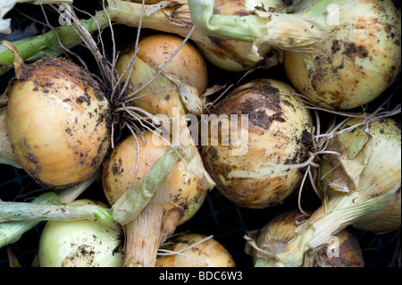 Frisch hochgezogen Zwiebeln angebaut im Garten hinter dem Haus Gemüsebeet. Stockfoto