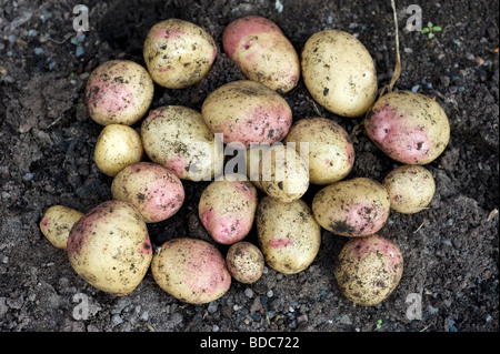 Frisch gegraben König Edward Kartoffeln im Garten hinter dem Haus Gemüsebeet Stockfoto