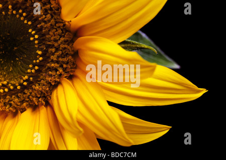 Sonnenblume auf einem rein schwarzen Hintergrund isoliert Stockfoto