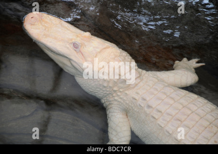 Albino amerikanischer Alligator Stockfoto