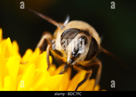 Eristalis Tenax Nahaufnahme. Diese Hoverfly sitzt auf einer gelben Blume und Fütterung. Von Zeit zu Zeit Bräutigam es selbst. Stockfoto