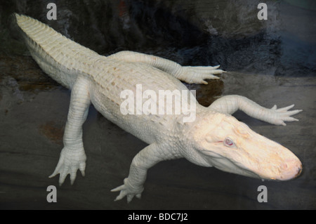 Albino amerikanischer Alligator Stockfoto