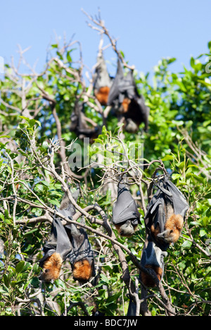 Grey-headed Flughunde in Sydneys Royal Botanic Gardens in New South Wales, Australien Stockfoto