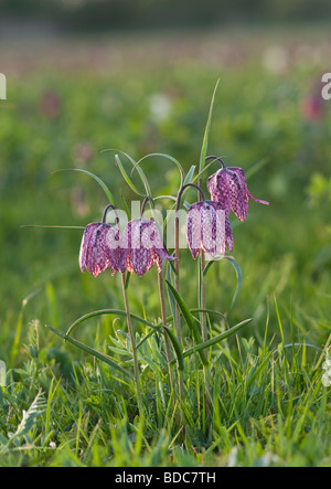 Snakeshead Fritillary Gruppe Fritillaria Meleagris North Meadow National Nature Reserve Stockfoto