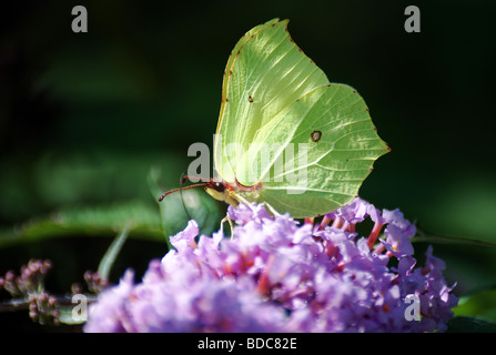 Fütterung auf Sommerflieder Gonepteryx Rhamni Zitronenfalter Stockfoto