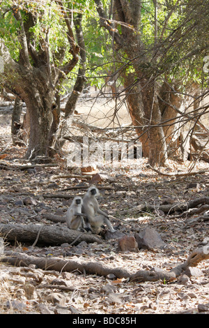 Hanuman-Languren Affen Presbytis Entellus bei Ranthmbhore Tiger Reserve India Stockfoto