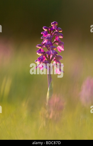 Green-Winged Orchid (Anacamptis Morio) Nahaufnahme Blume und Hintergrundbeleuchtung Stockfoto