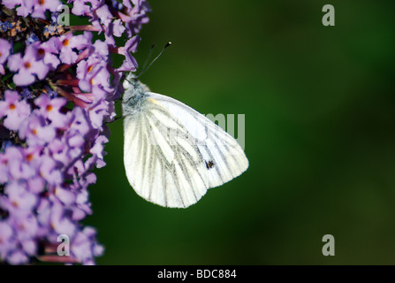 Pieris Napi grüne Veined White Butterfly Fütterung auf Sommerflieder Stockfoto