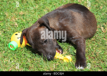 Jack Russell Puppy mit einem Smiley-Spielzeug auf dem Rasen spielen Stockfoto