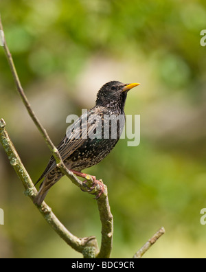 Starling (SturnusVulgaris) thront auf einem Ast, Surrey England Stockfoto