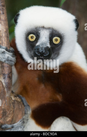 Coquerel Sifaka Lemur in Ankarafantsika Nationalpark Madagaskar Stockfoto