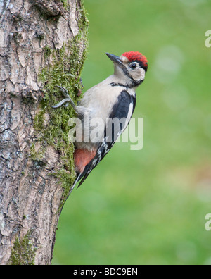 Größere Spotted Woodpecker (Dendrocopos Major) an einem Baumstamm, Surrey, England Stockfoto