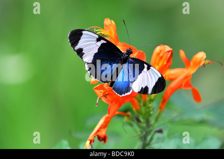 Heliconius Cydno Schmetterling thront auf leuchtend orangen Blüten auf einem grünen Hintergrund Stockfoto