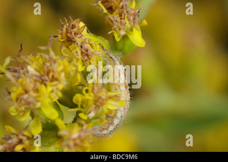 Chrysopidae Larve. Dies ist eine grüne Florfliege Larven ernähren sich von Goldruten. Stockfoto