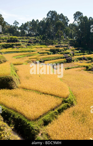 Indonesien Sulawesi Tana Toraja Lokkomata Reisfeldern zur Erntezeit Reis Stockfoto